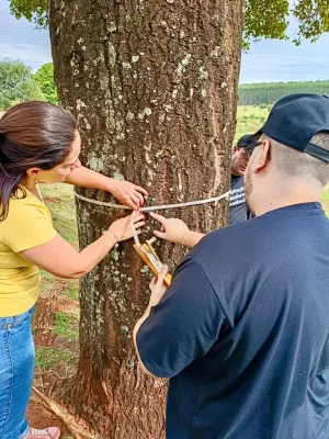 Projeto de extens�o mapeou �rvores em Len��is Paulista