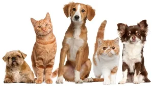 Iteanos de Botucatu arrecadam produtos pet em prol da Liga do Bem